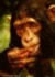 Schimpansenportrait HP V2